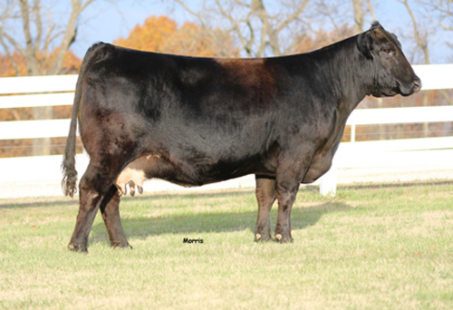 Middleton Limousin Mags Xosa 3700X