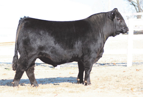 Middleton Limousin TNGC Empire 736E