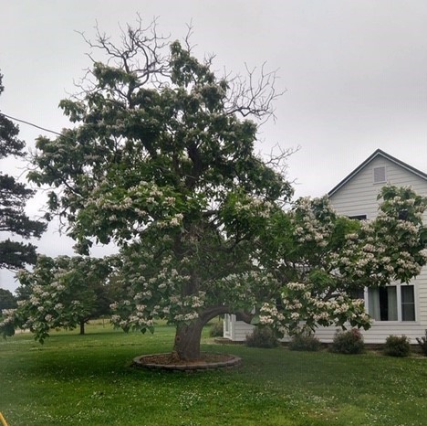 Middleton Limousin Catalpa tree